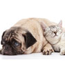 Rohlk Animal Hospital - N. Fort Myers, FL Rohlk Animal Hospital - N. Fort Myers, FL
